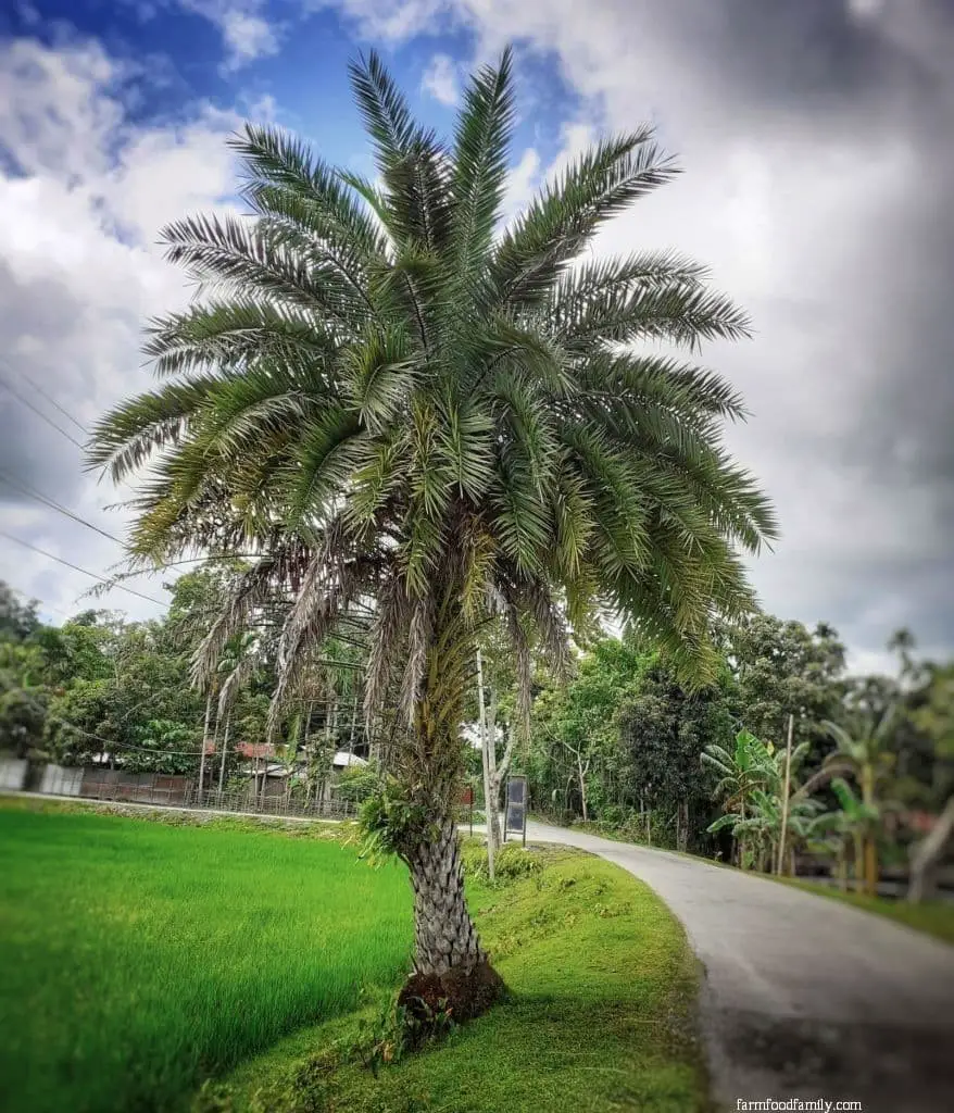 Sylvester Palm (Phoenix sylvestris)