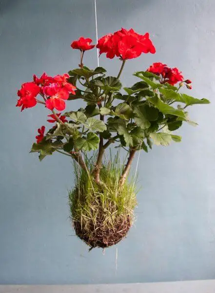 Indoor Hanging Plant