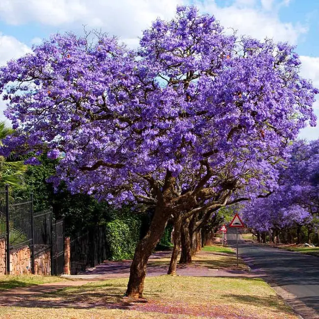 Jacaranda Tree (Jacaranda mimosifolia).