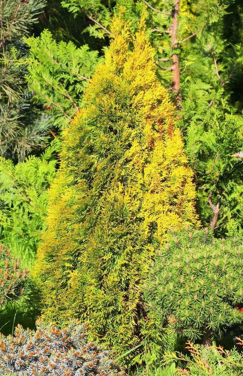 Arborvitae ‘Filips Magic Moment’ (Thuja occidentalis ‘Filips Magic Moment’)