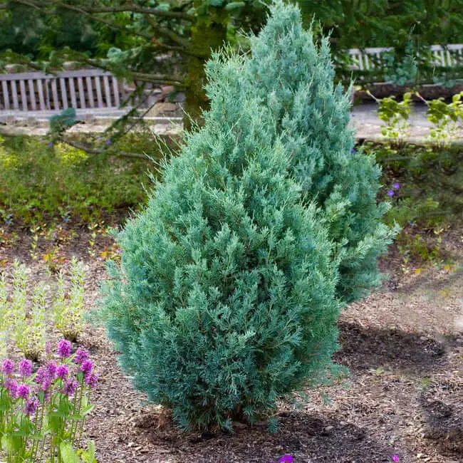 Juniper ‘Wichita Blue’ Tree (Juniperus scopulorum ‘Wichita’)