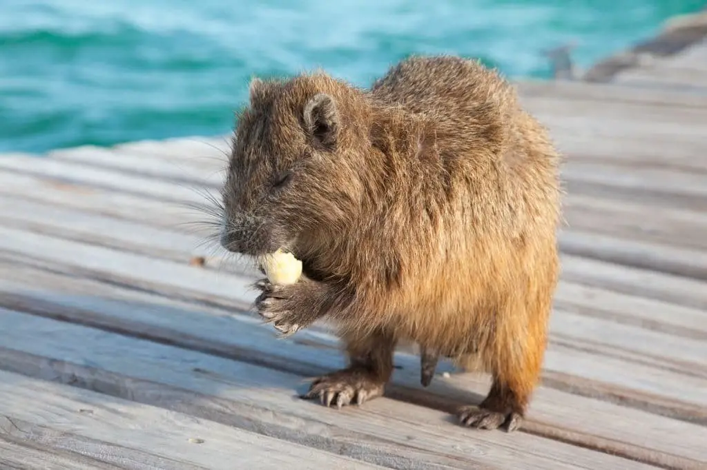 Hutia