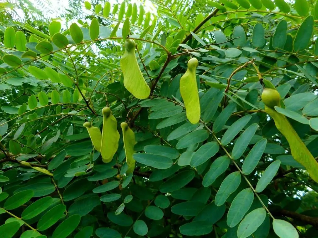 Tipu tree (Tipuana tipu).