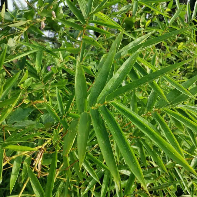 Fernleaf Bamboo (Bambusa multiplex ‘Fernleaf’)