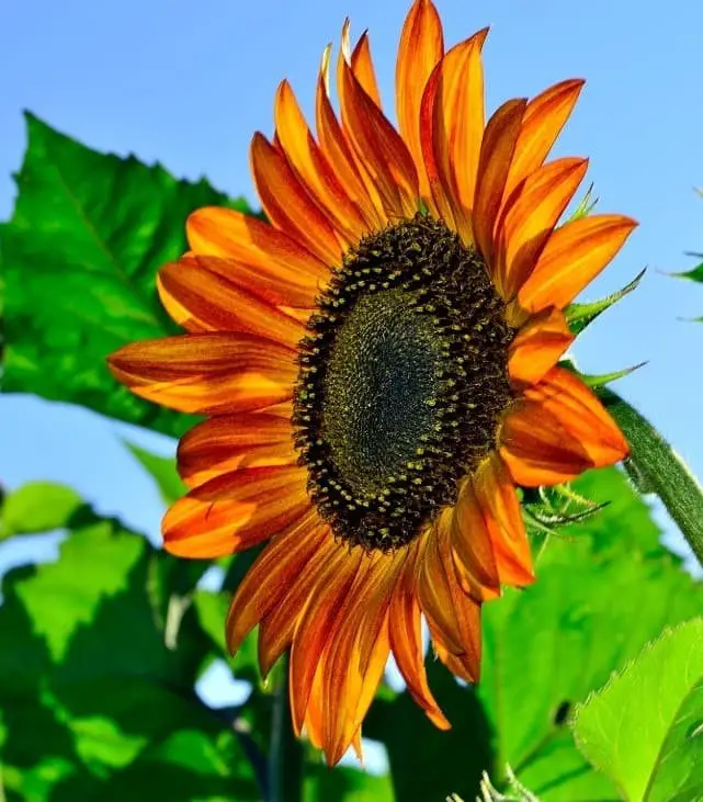 Terracotta sunflower