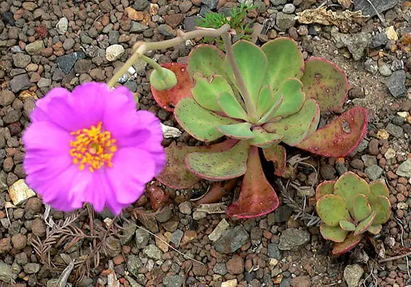 Rock Purslane (Calandrinia grandiflora)