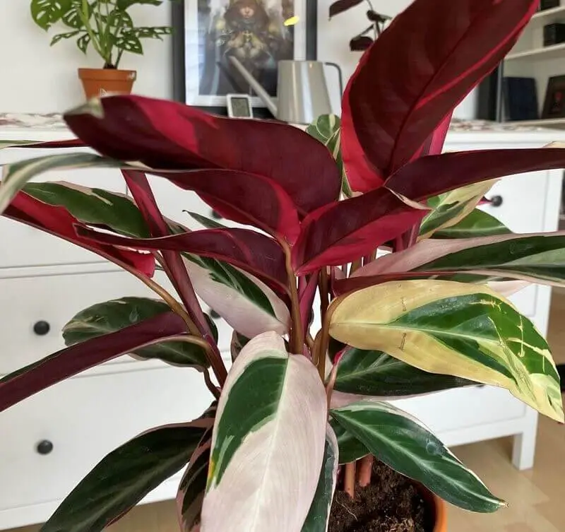 Calathea Triostar