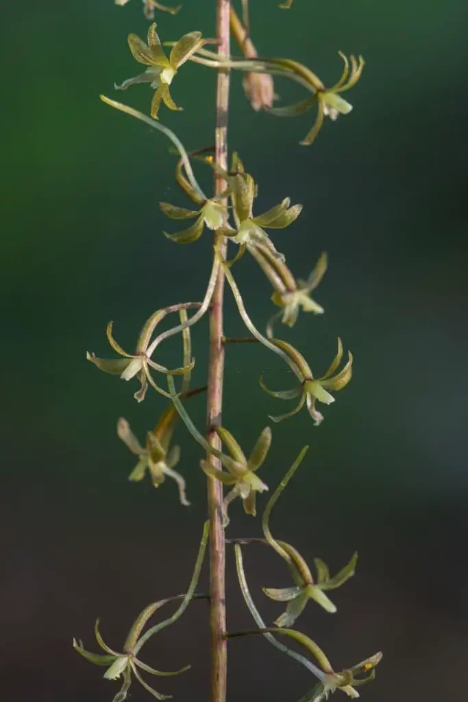 Crane-fly Orchid (Tipularia discolor).