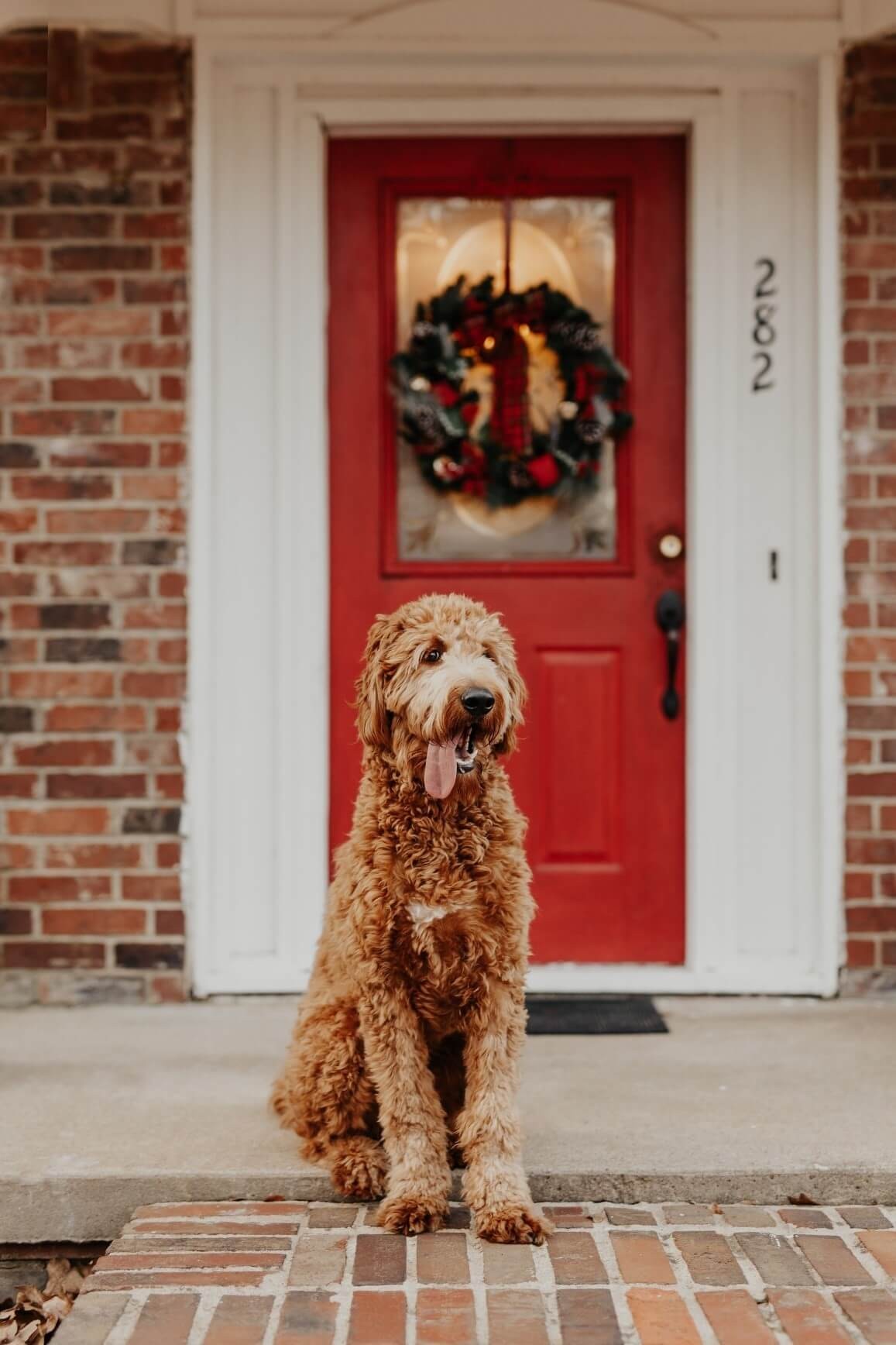 Doggie Door