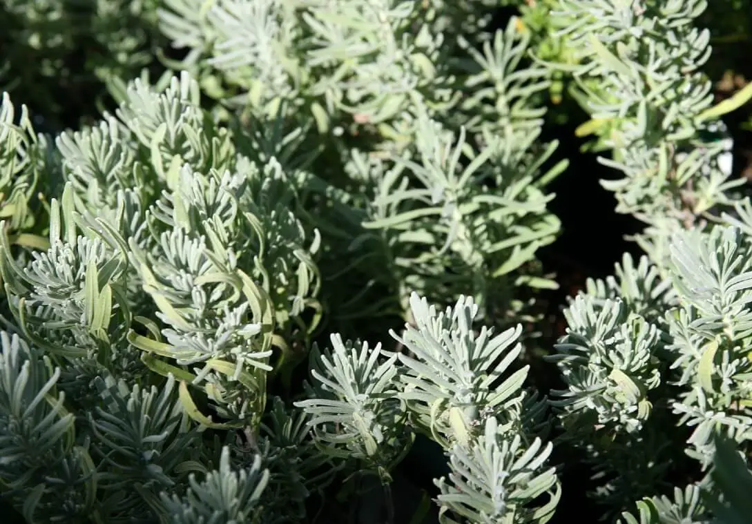 Lavenite Petite (Lavandula angustifolia ‘Lavenite Petite‘)