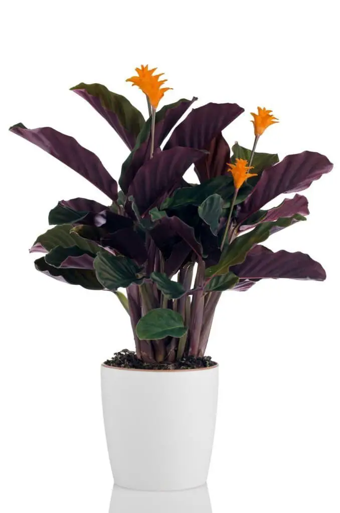 Calathea Crocata (Eternal Flame Plant).