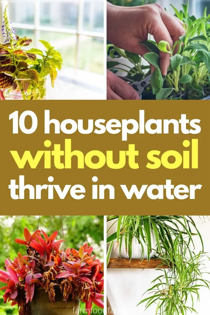 10 Houseplants Without Soil Thrive On Water That You Can Grow At Home