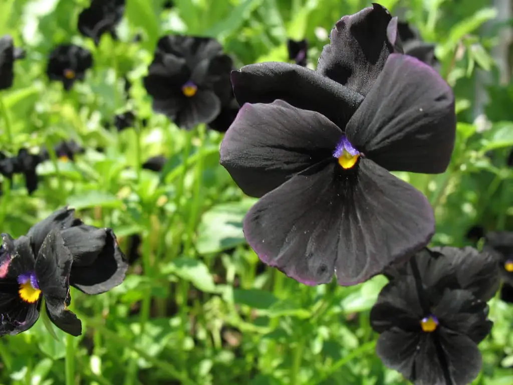 Pansy ‘Black Beauty’.