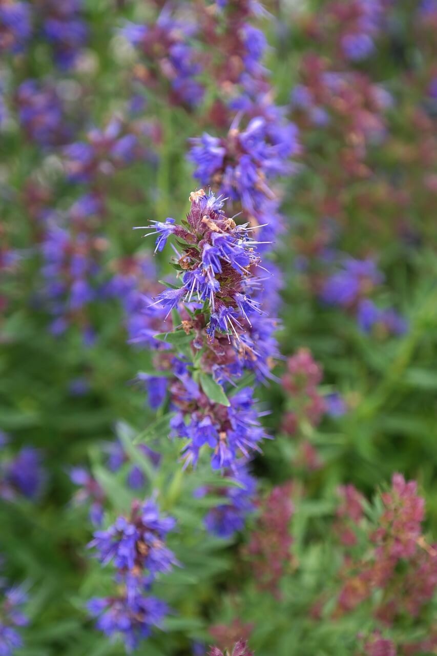 #7. Hyssop