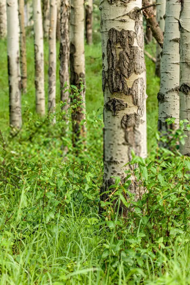 Water Birch (Betula occidentalis or Betula fontinalis)