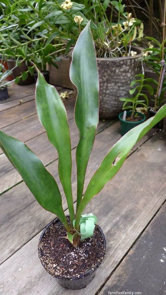 Sansevieria subspicata