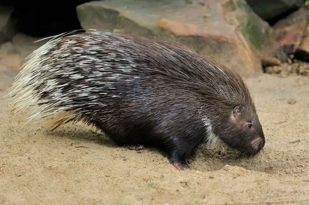 Old World Porcupine (Hystricidae)