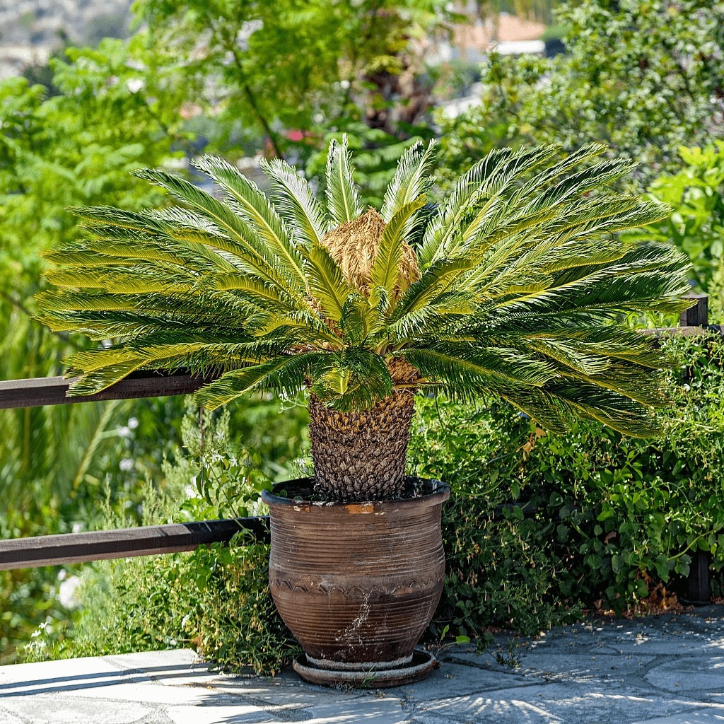 Sago Palm