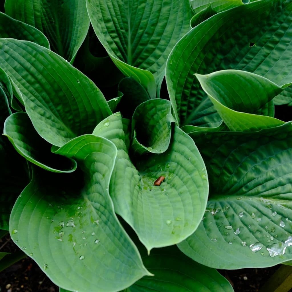 Hosta Frances Williams