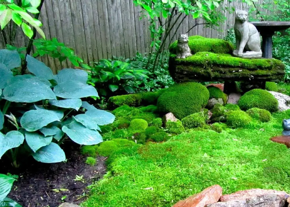 Garden with Mossy Shade