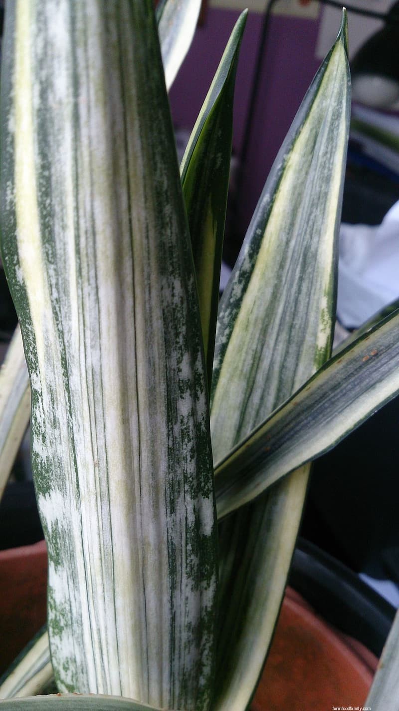 Sansevieria ‘Bantel’s sensation’