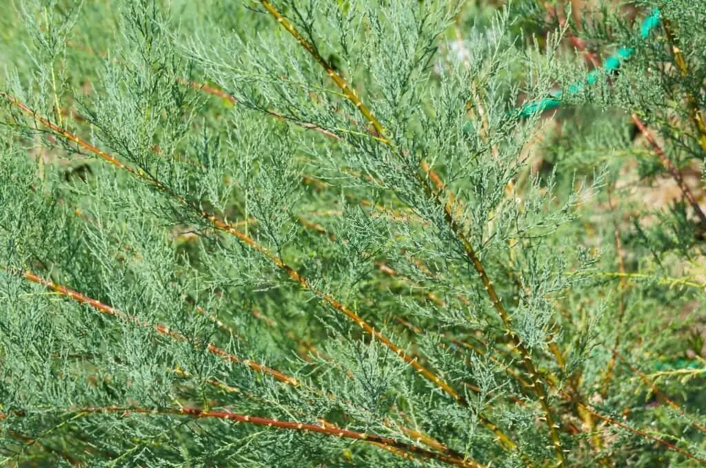 Rocky Mountain Juniper (Juniperus scopulorum)