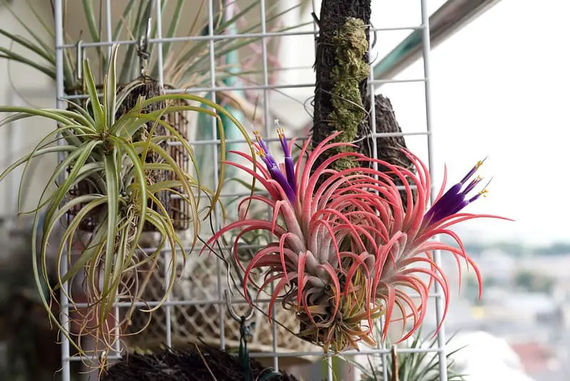 Maxima sky plant (Tillandsia ionantha ‘Maxima’ or ‘Huamelula’)