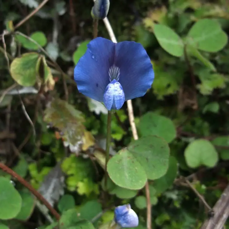 Blue Oxalis (Parochetus communis)