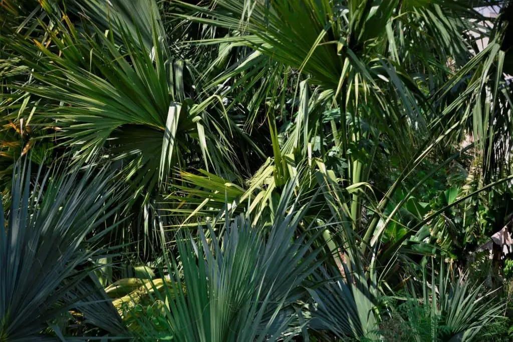 Chinese fan palm (Livistona chinensis).