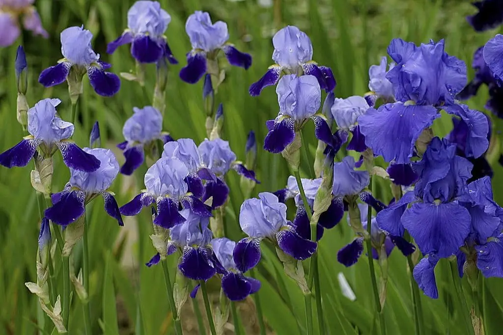 Blue iris