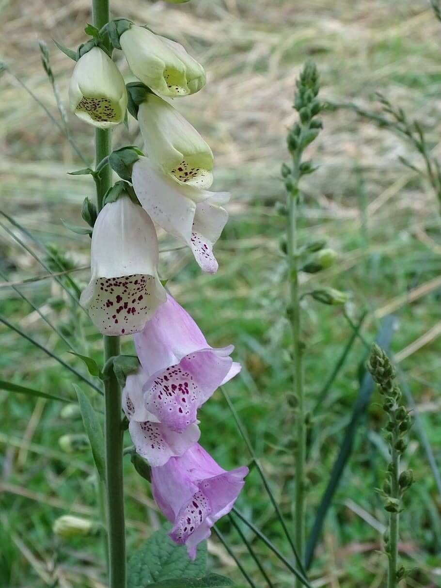 The Foxglove Choices