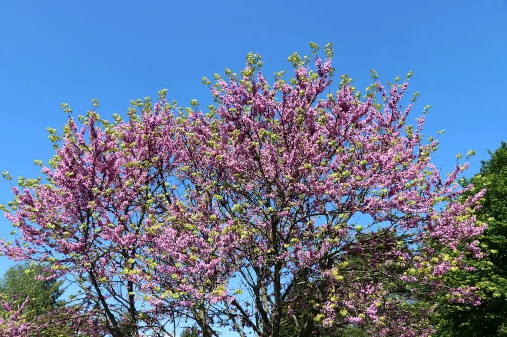 Eastern Redbud (Cercis canadensis).