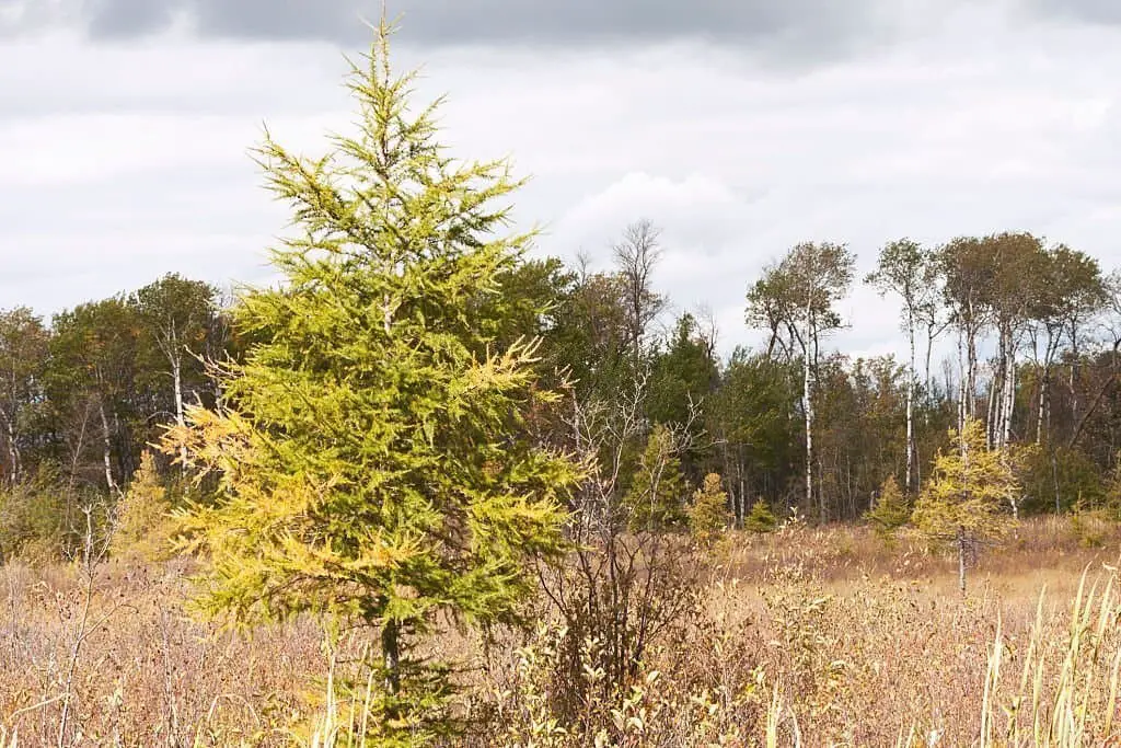 Tamarack Tree (Larix laricina).