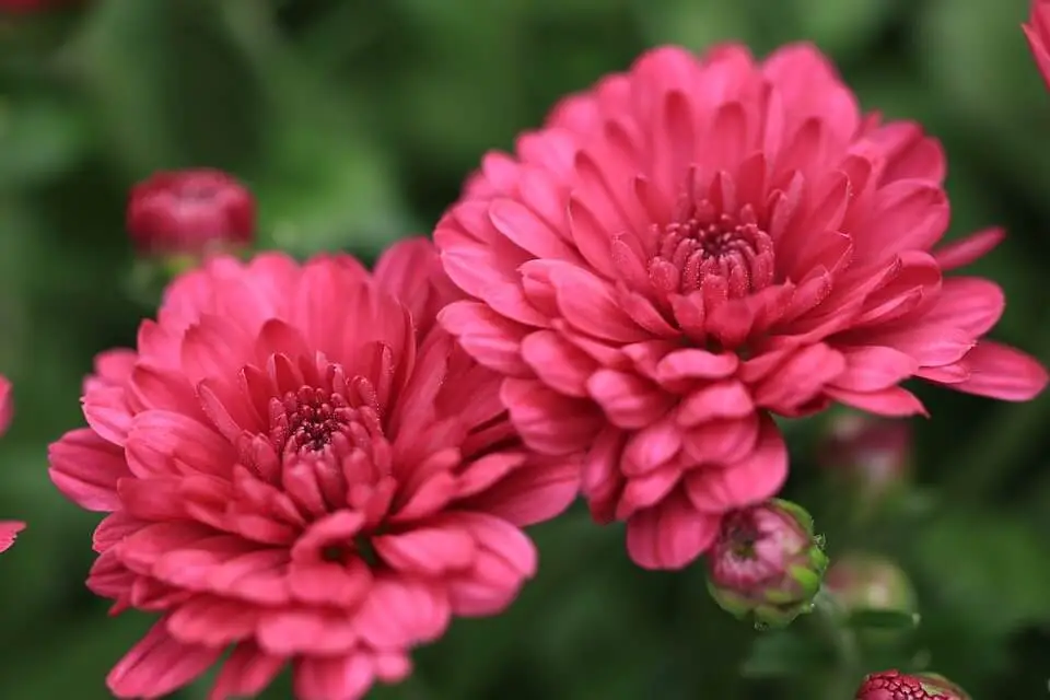 Chrysanthemum