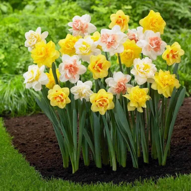 Daffodil Bulb Ideas For Autumn Gardening: Fall Bulb Planting Brings Narcissus Spring Flowers