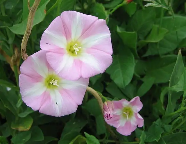 8 Beautiful And Invasive Weeds With Pink Flowers (With Pictures)