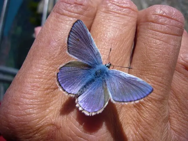 Blue butterfly meaning