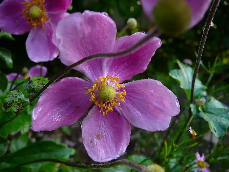 Anemone hupehensis ‘Prince Henry’