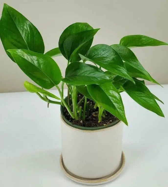 Jade Pothos (Epipremnum aureum ‘Jade’)