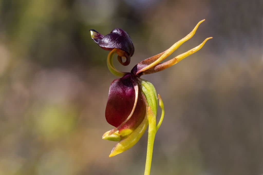 Flying Duck Orchid (Caleana major).