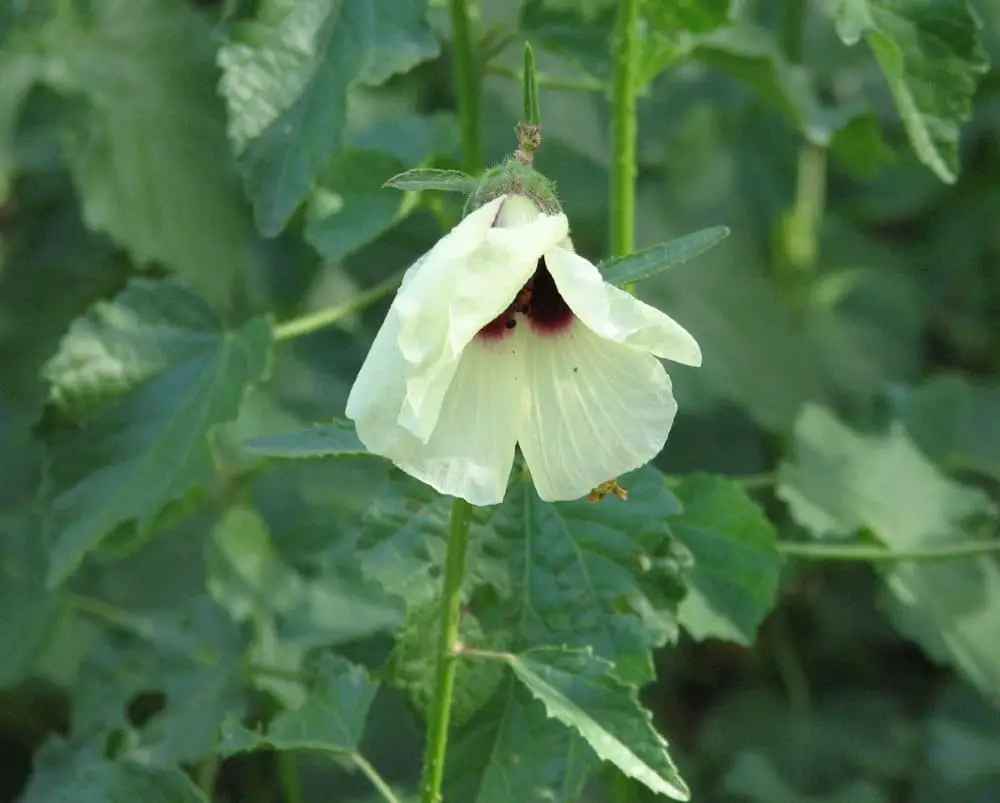 Hibiscus diversifolius (the swamp hibiscus)