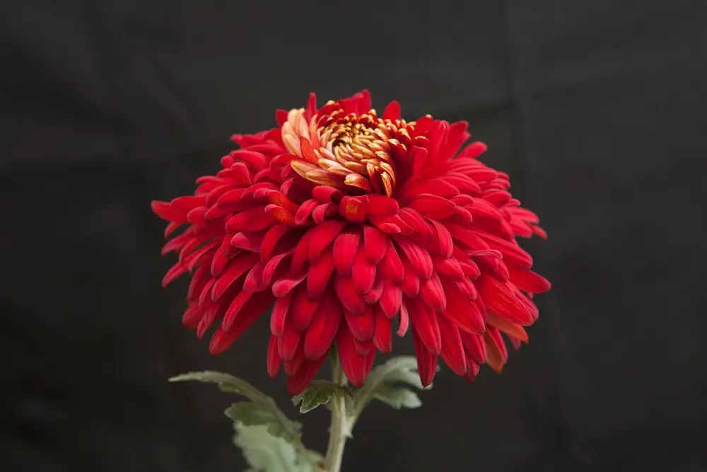 Reflex Chrysanthemums.