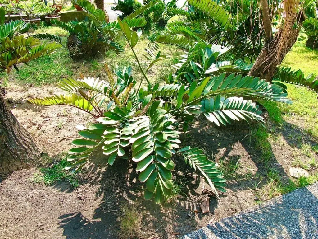 Cardboard Palm (Zamia Furfuracea).