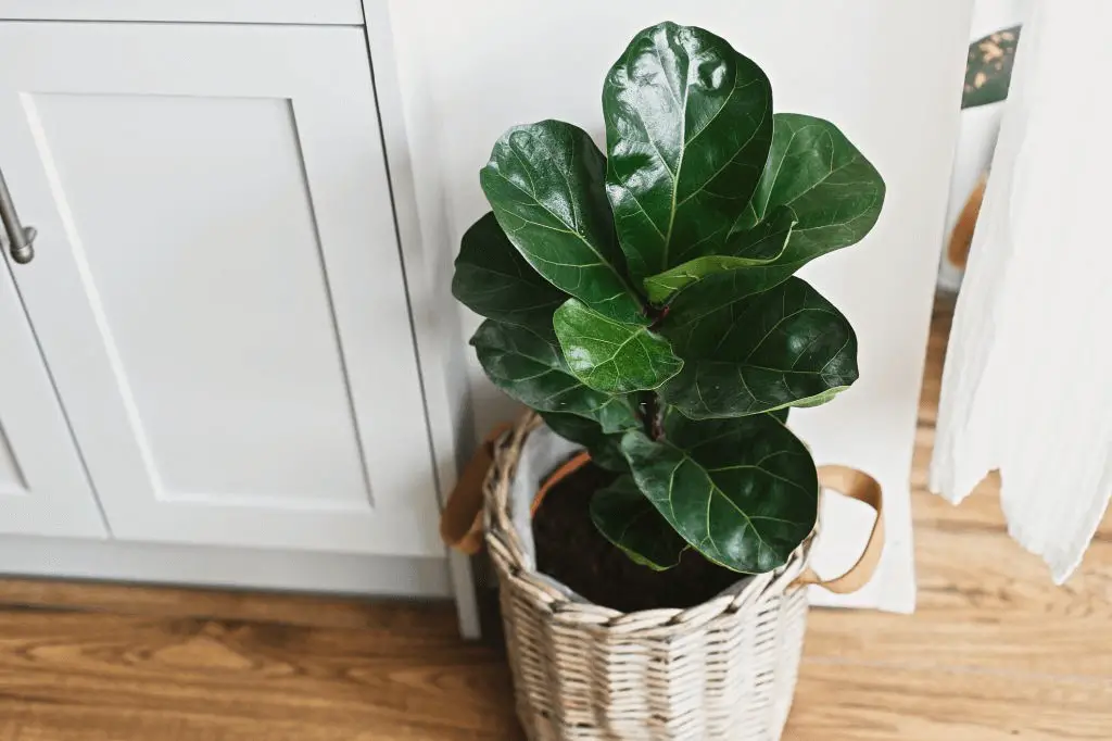 Fiddle-leaf fig