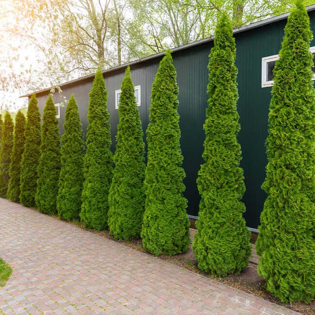 Degroot’s Spire Thuja Arborvitae (Thuja occidentalis ‘Degroot’s Spire’)