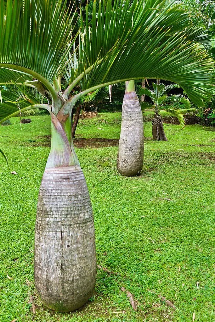 Short Bottle Palm (Hyophorbe lagenicaulis).