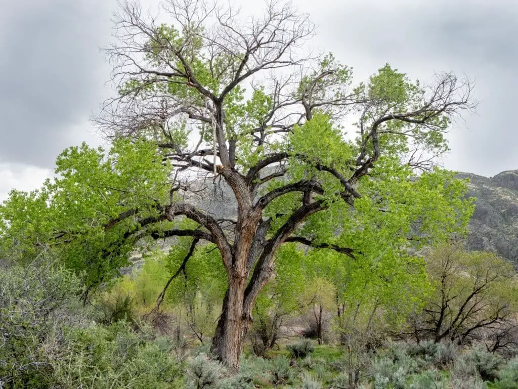 Fremont Cottonwood (Populus fremontii)