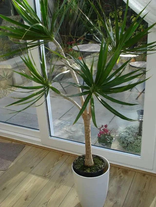 #6. Madagascar Dragon Tree