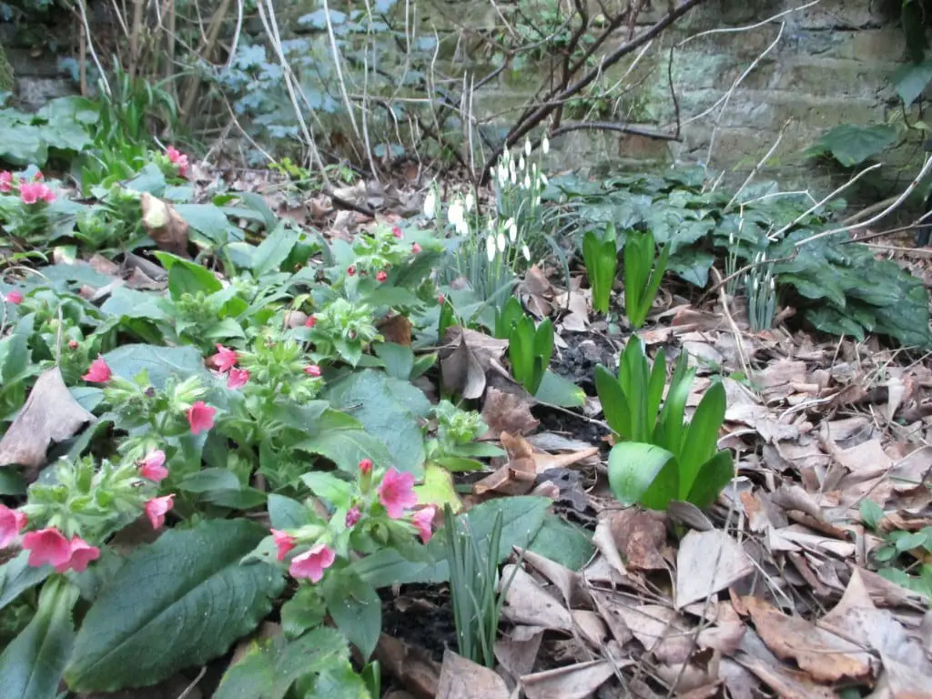 Pulmonaria (Pulmonaria rubra)