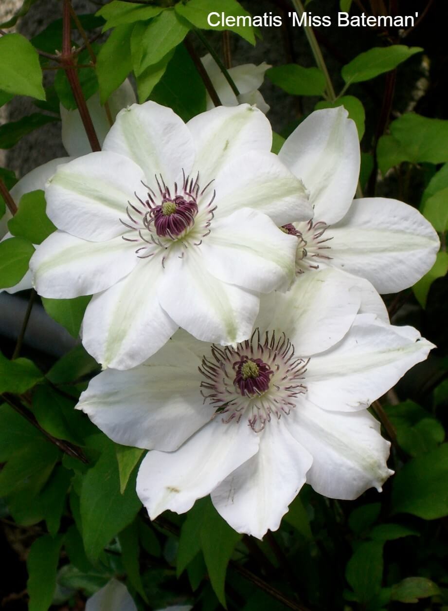 Early Summer Flowering Clematis